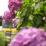 【Tokyo Train Story】紫色のアジサイが大輪を咲かす