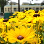 【Tokyo Train Story】満開の花の向こうを走る（？）都電6000形
