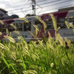 【Tokyo Train Story】ネコジャラシと都電荒川線