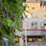 【Tokyo Train Story】紫色の小さな花の名前は・・・