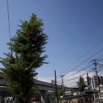 【Tokyo Train Story】秋空の下の阪堺カラーな都電荒川線