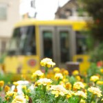 【Tokyo Train Story】黄色い花と黄色い電車