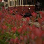 【Tokyo Train Story】都電荒川線に秋がやって来た