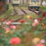 【Tokyo Train Story】秋バラの都電荒川線