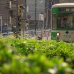 【Tokyo Train Story】緑の海を行く都電荒川線