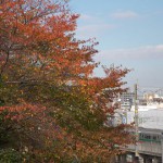 【Tokyo Train Story】紅葉した木々の脇を通る東北新幹線