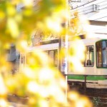 【Tokyo Train Story】午後の陽射しに煌くイチョウの黄葉