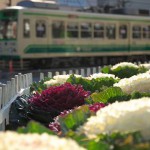 【Tokyo Train Story】都電荒川線と葉牡丹