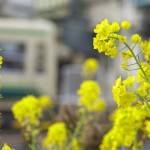 【Tokyo Train Story】菜の花の向こうの都電荒川線
