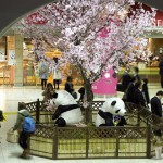 【Tokyo Train Story】上野駅のパンダ桜