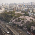 【Tokyo Train Story】桜の森の満開の横を200系新幹線が走り抜ける