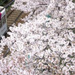 【Tokyo Train Story】桜の海の中で