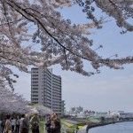 【Tokyo Train Story】隅田川堤防上の桜並木