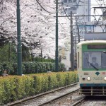 【Tokyo Train Story】都電線路際の桜並木