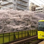 【Tokyo Train Story】神田川の桜が乱舞する