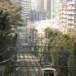 【Tokyo Train Story】朝日に輝く桜の花