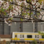 【Tokyo Train Story】散り際の桜越しに