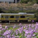 【Tokyo Train Story】春の花に囲まれた総武線電車