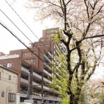 【Tokyo Train Story】背の高い桜の木下で