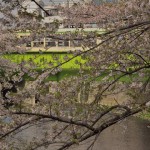 【Tokyo Train Story】神田川の桜と都電荒川線