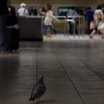 【Tokyo Train Story】駅のホームに鳩一羽