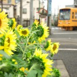 【Tokyo Train Story】ひまわり色の競演