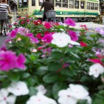 【Tokyo Train Story】踏切前のお花畑