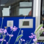【Tokyo Train Story】線路際に紫色の小さな花が咲く