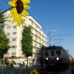 【Tokyo Train Story】黄色い花と青空（京成金町線）