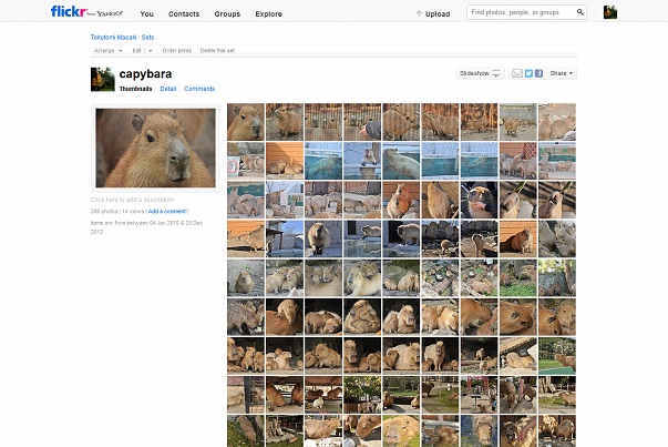 capybara - a set on Flickr