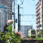【Tokyo Train Story】都電沿線バラ散歩