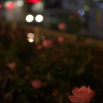 【Tokyo Train Story】夜のバラ（都電荒川線）