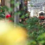 【Tokyo Train Story】バラに囲まれた三ノ輪橋電停（都電荒川線）