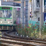 【Tokyo Train Story】目の前に広がるバラの群れ（都電荒川線）