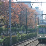 【Tokyo Train Story】秋の桜（都電荒川線）