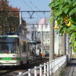 【Tokyo Train Story】都電沿いのエンゼルトランペット