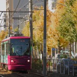 【Tokyo Train Story】黄葉をバックに走るピンクの都電荒川線