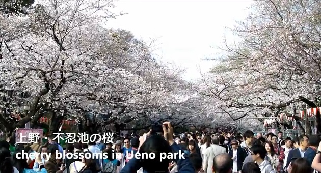 不忍池・上野公園で桜のお花見 cherry blossoms in Ueno park 