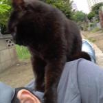 東京路地裏散歩の途中でネコと僕とのツーショット写真を撮影してみる
