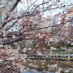 市ヶ谷ー飯田橋間で桜と鉄道を撮影してきた