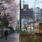 【Tokyo Train Story】荒川自然公園の前の桜道（都電荒川線）