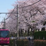 【Tokyo Train Story】ピンクの電車にピンクの桜（都電荒川線）