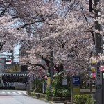 【Tokyo Train Story】桜トンネル（都電荒川線）