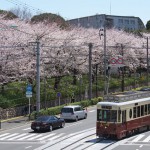 【Tokyo Train Story】桜満開飛鳥山公園（都電荒川線）