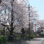 【Tokyo Train Story】桜並木を歩いてみたい（西武多摩川線）