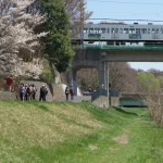 【Tokyo Train Story】野川沿いの桜（西武多摩川線）