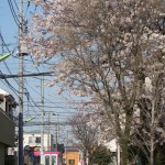 【Tokyo Train Story】桜がある散歩道（東急世田谷線）