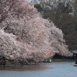 【東京春景色】井の頭公園の桜