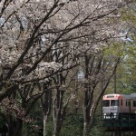 【Tokyo Train Story】春の森を走る京王井の頭線