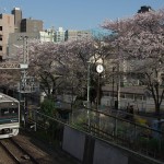 【Tokyo Train Story】散りゆく桜でお花見を（小田急小田原線）